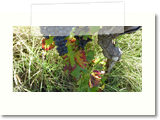 SAM_0058